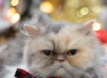 Perla - Persian Cat For Sale - Parkville&comma; MD&comma; US