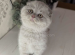 Pinkie Pie lilac solid plushy scottish fold girl - Scottish Fold Cat For Sale - CA&comma; US