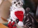 Espresso tiger black silver tabby scottish fold - Scottish Fold Cat For Sale - CA&comma; US