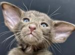 Female Chocolate OSH Kitten - Oriental Cat For Sale - NJ&comma; US