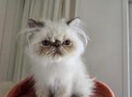 Elvis - Himalayan Cat For Sale - Satellite Beach&comma; FL&comma; US