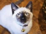 Xmas Male Siamese Kittens - Siamese Cat For Sale - Ypsilanti&comma; MI&comma; US