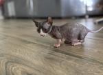 Black & White - Bambino Cat For Sale - Okeechobee&comma; FL&comma; US
