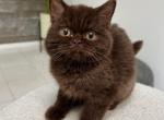 Archie - British Shorthair Cat For Sale - Los Angeles&comma; CA&comma; US