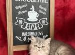 Edgar - Persian Cat For Sale - Lexington&comma; KY&comma; US