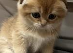 Scottish fold kittens - Scottish Fold Cat For Sale - Staten Island&comma; NY&comma; US