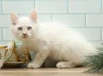 Icy of RomanovCats - Siberian Cat For Sale - Ashburn&comma; VA&comma; US