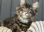 Genesis - Maine Coon Cat For Sale - Miami&comma; FL&comma; US