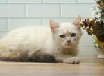 Georgette of Romanov Dynasty - Siberian Cat For Sale - Ashburn&comma; VA&comma; US