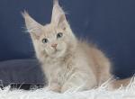Quiches - Maine Coon Cat For Sale - Miami&comma; FL&comma; US
