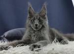 Quantum - Maine Coon Cat For Sale - Miami&comma; FL&comma; US
