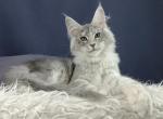 Perchinka - Maine Coon Cat For Sale - Hollywood&comma; FL&comma; US