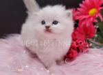 TICA Ragdolls Reserve Yours Now - Ragdoll Kitten For Sale - 