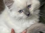 Cedar Mitted Blue Point - Ragdoll Cat For Sale - Front Royal&comma; VA&comma; US