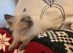 Blitzen - Siberian Cat For Sale - Harrisburg&comma; PA&comma; US