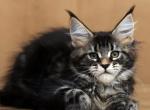 Diva - Maine Coon Cat For Sale - Grayslake&comma; IL&comma; US