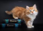Roland - Siberian Cat For Sale - Grayslake&comma; IL&comma; US