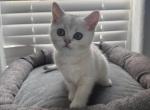 Lily - Scottish Straight Cat For Sale - Roseville&comma; CA&comma; US