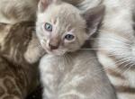 TICA Female Blue - Bengal Cat For Sale - Jersey City&comma; NJ&comma; US