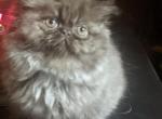 chocolate female - Persian Cat For Sale - Mora&comma; NM&comma; US