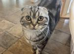 Xane - Scottish Fold Cat For Sale - Angier&comma; NC&comma; US