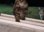 Unnamed - Domestic Cat For Adoption - Catonsville&comma; MD&comma; US