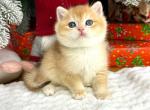 Harley - British Shorthair Cat For Sale - Brooklyn&comma; NY&comma; US