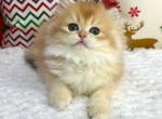 Firuze - British Shorthair Cat For Sale - Brooklyn&comma; NY&comma; US