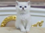 Vanechka - Scottish Straight Cat For Sale - Brooklyn&comma; NY&comma; US