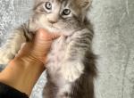 Adorable Maine Coon - Maine Coon Cat For Sale - Grant Valkaria&comma; FL&comma; US