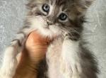 Ashen Maine Coon - Maine Coon Cat For Sale - Grant Valkaria&comma; FL&comma; US