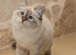 Dina - Siberian Cat For Sale - Brooklyn&comma; NY&comma; US