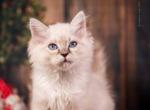 Fluffy - Siberian Cat For Sale - Brooklyn&comma; NY&comma; US