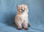 Vanessa - Siberian Cat For Sale - Brooklyn&comma; NY&comma; US