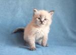 Vinsent - Siberian Cat For Sale - Brooklyn&comma; NY&comma; US