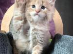 Quentin - Maine Coon Cat For Sale - Brooklyn&comma; NY&comma; US