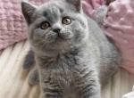 Holly - Scottish Straight Cat For Sale - Hollywood&comma; FL&comma; US