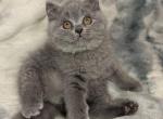 Patric - British Shorthair Cat For Sale - Brooklyn&comma; NY&comma; US