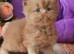 Ulyana - British Shorthair Cat For Sale - Brooklyn&comma; NY&comma; US