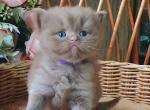 Usko - British Shorthair Cat For Sale - Brooklyn&comma; NY&comma; US