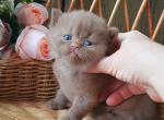 Umka - British Shorthair Cat For Sale - Brooklyn&comma; NY&comma; US