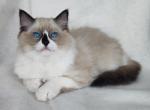 Avatar - Ragdoll Cat For Sale - Pembroke Pines&comma; FL&comma; US