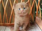 Ustin - British Shorthair Cat For Sale - Brooklyn&comma; NY&comma; US