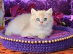 Milky Way - British Shorthair Cat For Sale - Brooklyn&comma; NY&comma; US