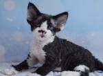 Kortni - Devon Rex Cat For Sale - Norwalk&comma; CT&comma; US