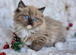 Seal mitted mink - Ragdoll Cat For Sale - Farmville&comma; VA&comma; US