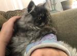 Prince a Rare Colored Tabby Persian - Persian Cat For Adoption - Las Vegas&comma; NV&comma; US