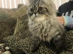 Mr Cuddles is a Sweet Mackerel Tabby Persian - Persian Cat For Adoption - Las Vegas&comma; NV&comma; US