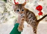Little LuLu Brown Spotted Bengal Kitten - Bengal Cat For Sale - Sunbury&comma; OH&comma; US