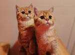 Cody - Scottish Straight Cat For Sale - Levittown&comma; PA&comma; US